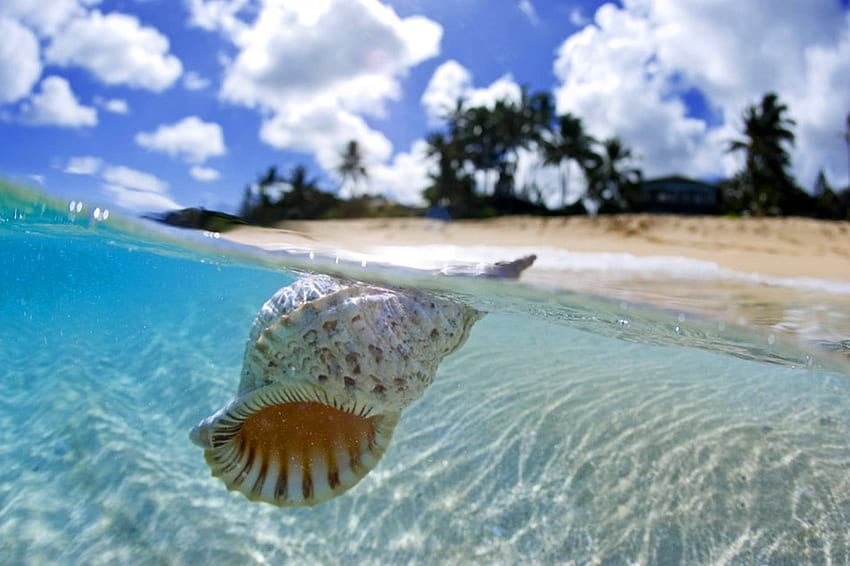 Shell floating in Blue Lagoon Tahiti, blue, island, sea, sand, float, tropical, exotic, paradise, lagoon, tahiti, beach, shell, floating, islands, ocean, polynesia HD wallpaper