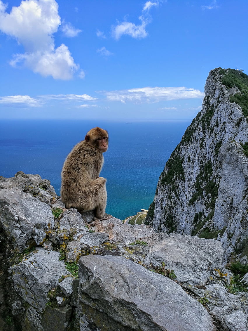 동물, 하늘, 바다, 바위, 원숭이, 마모셋 HD 전화 배경 화면