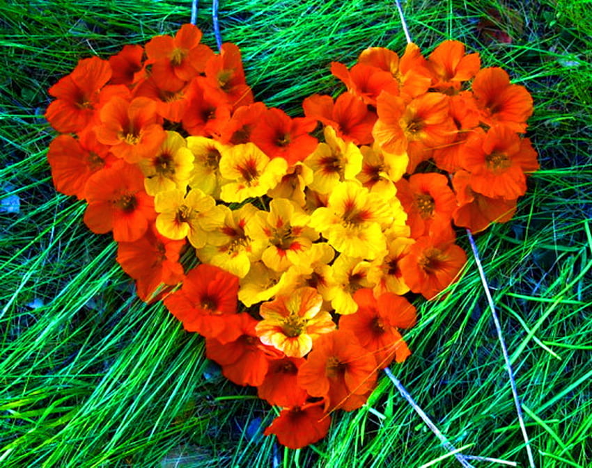 Autumn love, yellow, colors, flowers, grass, orange, heart shape HD wallpaper