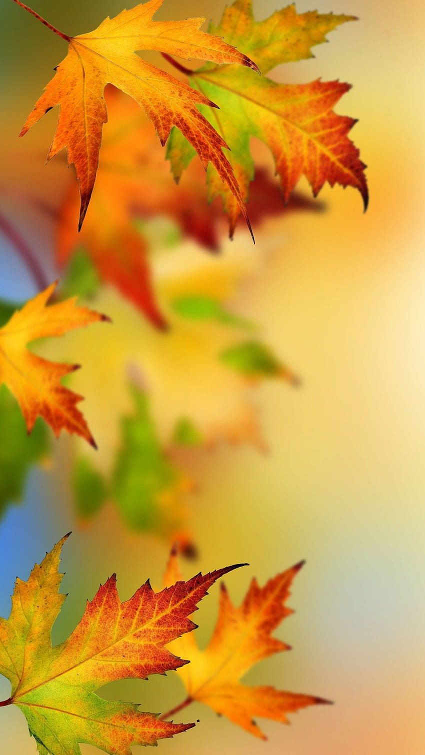 Samsung Galaxy S7 and S7 Edge Alternative, Autumn Leaves HD phone wallpaper