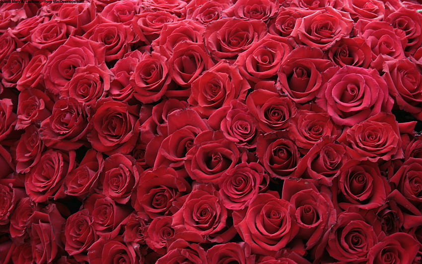 senin , Mobil & Tablet için Kırmızı Güller Çiçekler []. Pembe Gülleri keşfedin. Pembe , Pembe Çiçek , Pembe Arkaplan HD duvar kağıdı