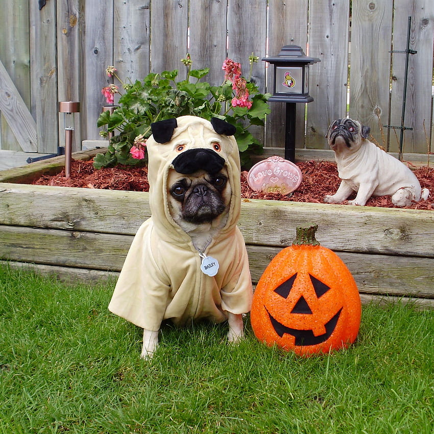 Carlin, économiseur d'écran, arrière-plan. Notre Pug Bailey Puggins Joyeux Halloween! Fond d'écran de téléphone HD