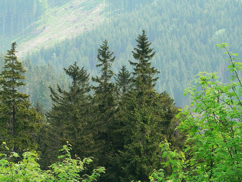 Foresta verde, druffix, verde, Germania, natura, foresta Sfondo HD