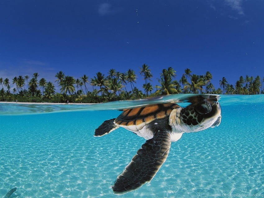 Baby Sea Turtles Swimming Background, Swimming Turtle HD wallpaper