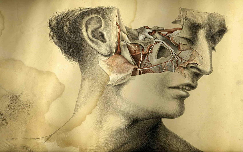 解剖学脊椎図面 家 M_D_ 1920×1200 解剖学 (33 ). 愛らしい。 人体解剖学、人体解剖図、顔の解剖学 高画質の壁紙