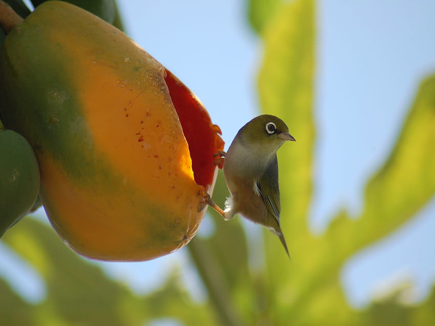Hungry Little Bird, marrom, comer, pássaro, fruta, comido, minúsculo papel de parede HD