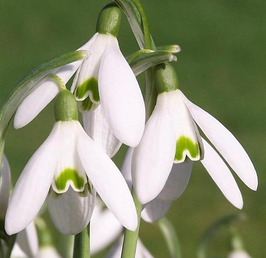 Przebiśniegi, przebiśnieg, biały, wiosna, kwiat Tapeta HD