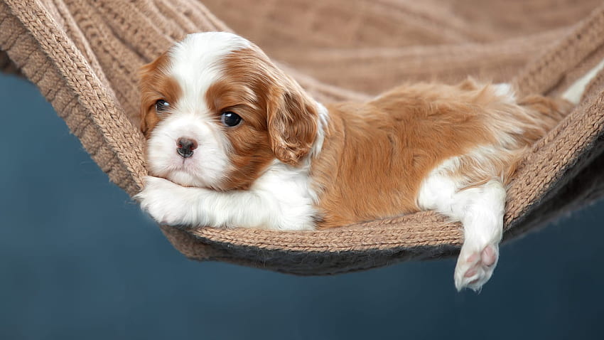 King Charles Spaniel Dog Puppy Is Lying Down On Swing Dog HD wallpaper