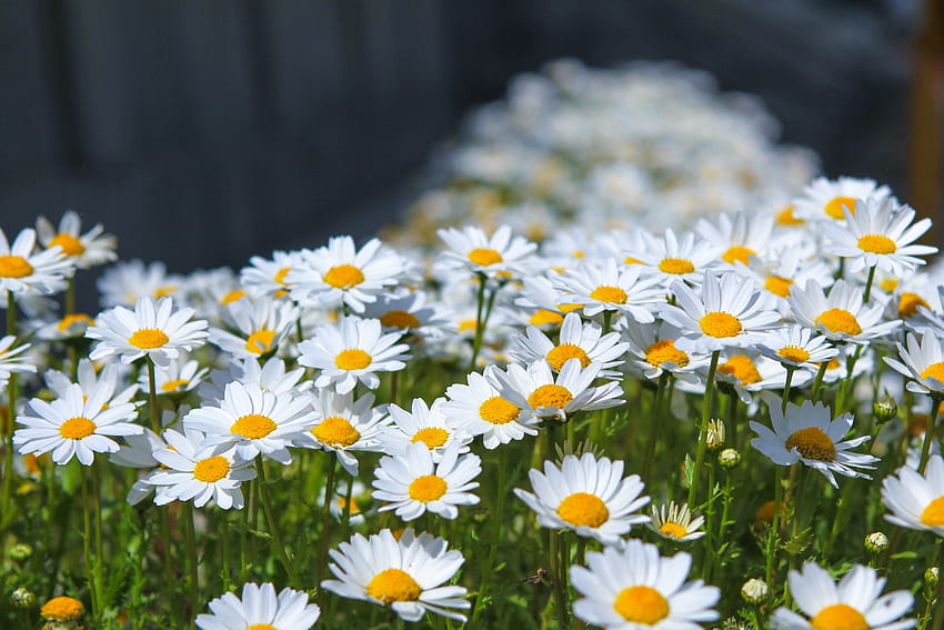Prado, primavera, flores, margarita blanca. fondo de pantalla