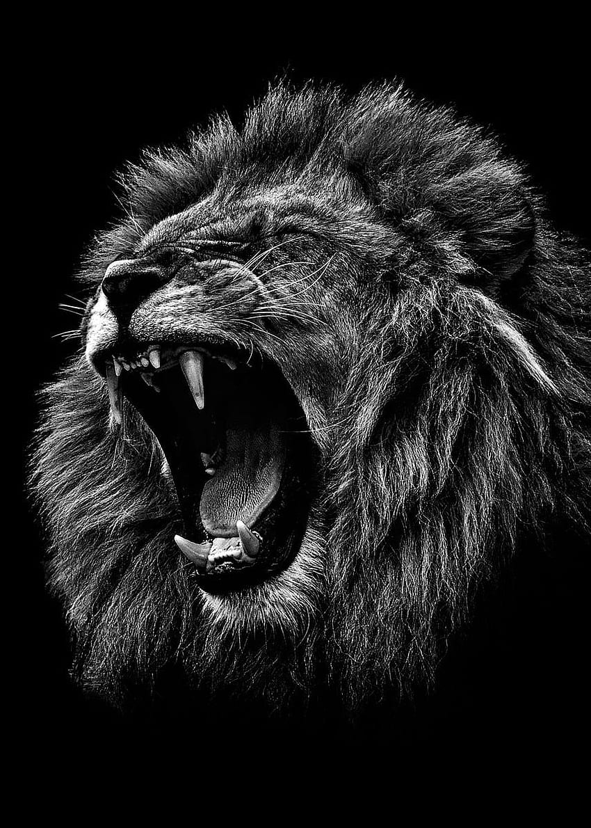 angry lion black and white' Poster, White Lion Face HD phone wallpaper