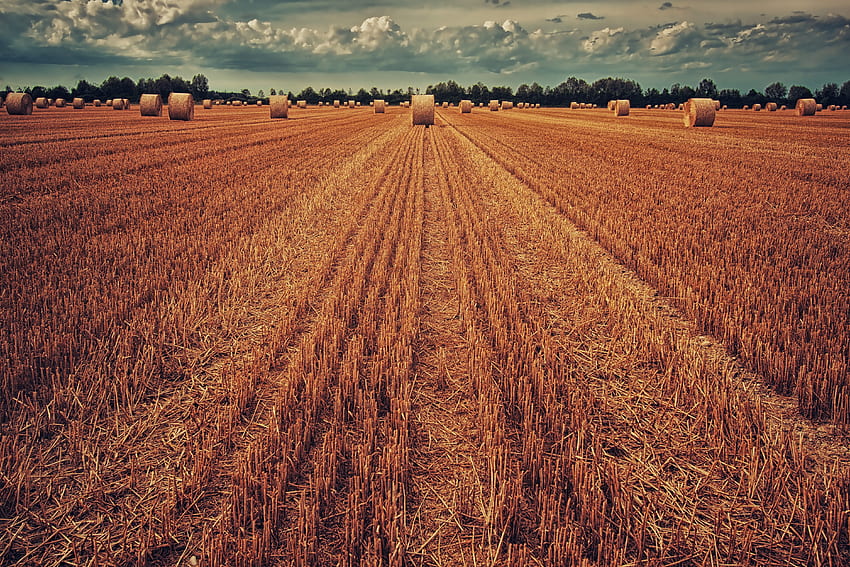 Nature, Grass, Wheat, Field, Harvest, Hay HD wallpaper