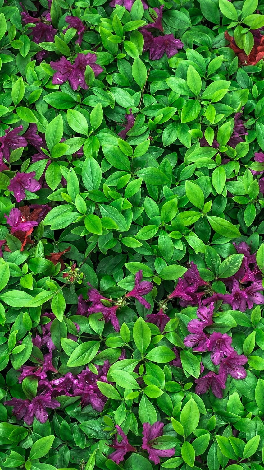 iPhone Азалия, зелени листа, лилави цветя - зелено HD тапет за телефон