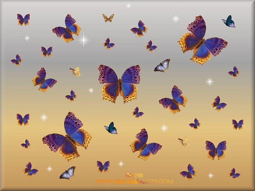 BUTTERFLY ROYALTY, niebieski, motyle, pomarańczowy, zwierzęta Tapeta HD