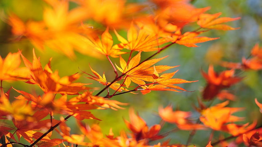 Autumn, Leaves, Macro, Branch, Maple HD wallpaper