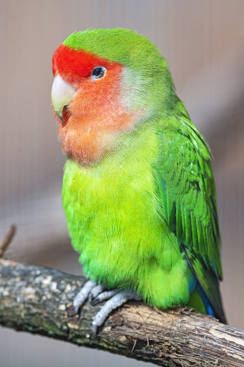 Animals, Parrots, Bright, Bird, Lovebird, Inseparable HD phone wallpaper