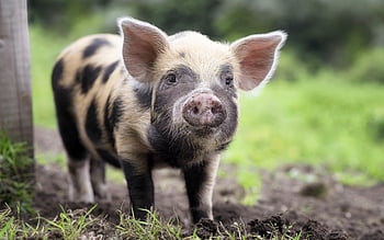 Pic of farm animals HD wallpapers | Pxfuel