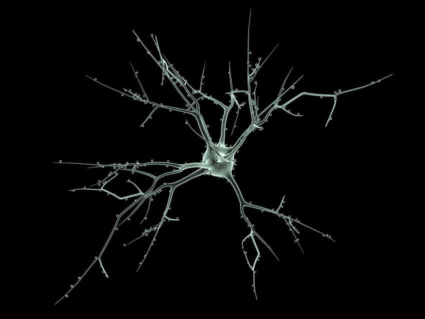 Amazon.com: Microscopic view of multiple nerve cells which are also called  neurons These are responsible for passing information around the central  nervous system within the human body Poster Print (8 x 10):