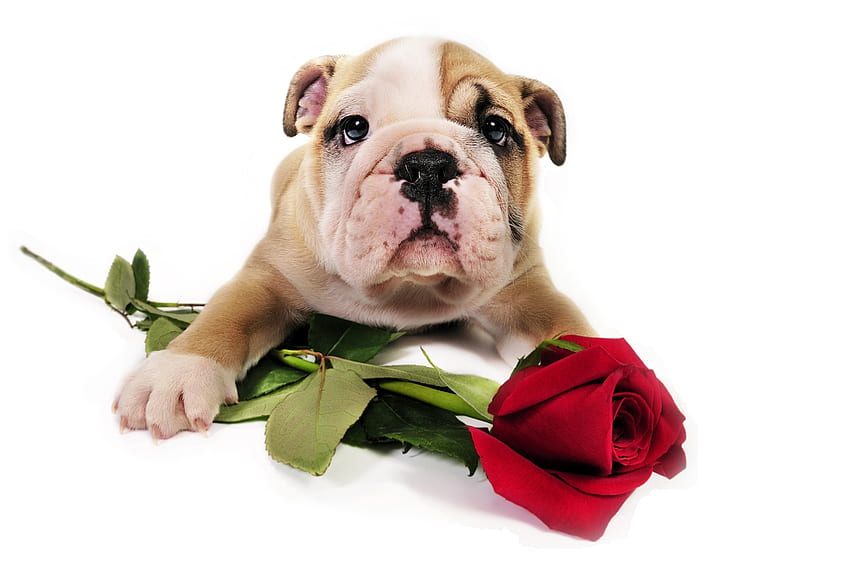 For you!, dog, animal, cute, valentine, rose, puppy, red, card, caine HD wallpaper