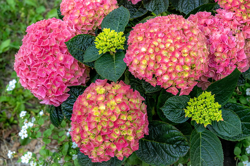 Hortensie, Blumen, Sommer, Rosa HD-Hintergrundbild