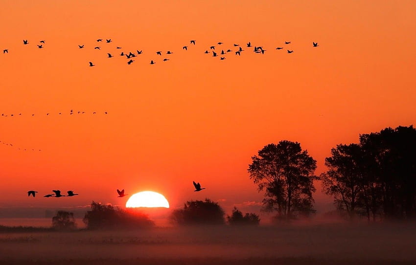 alberi, uccelli, tramonto, sole, nebbia per , sezione природа Sfondo HD