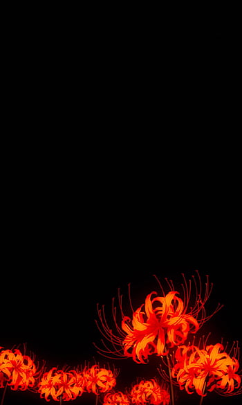 Lycoris radiata spiderlily higanbana HD wallpaper | Pxfuel