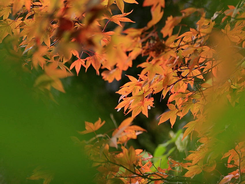 Natur, Herbst, Blätter, Unschärfe, glatt HD-Hintergrundbild