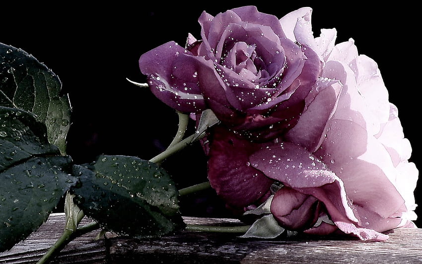 Purple Rose, Flowers, Nature, Rose, Purple HD wallpaper