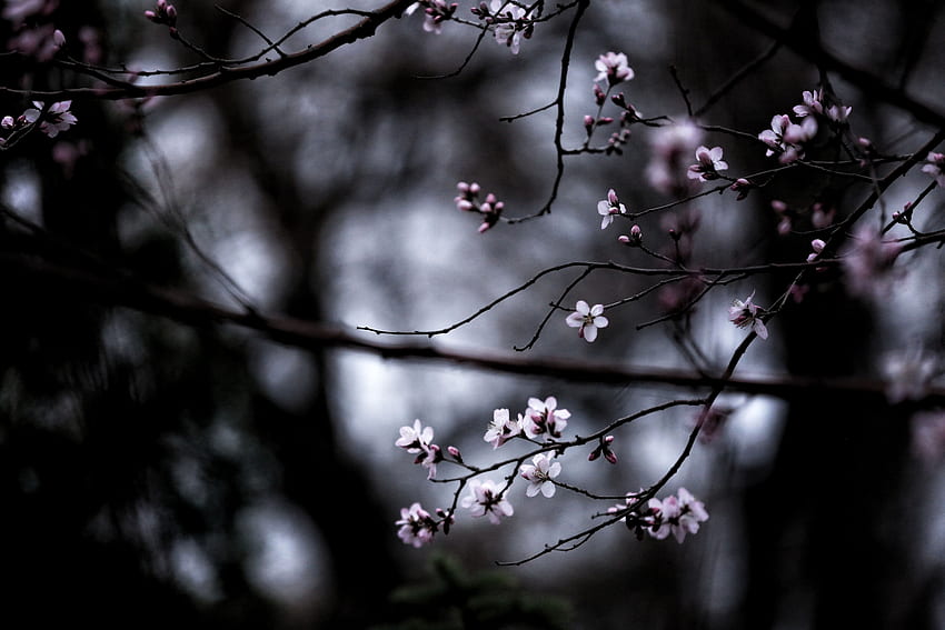 Macro, Dark, Blur, Smooth, Branches, Bloom, Flowering HD wallpaper