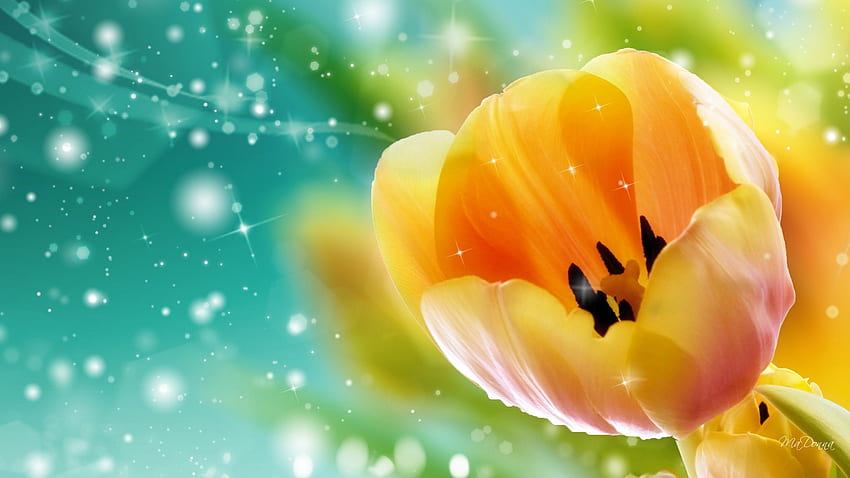 Primer tulipán de primavera, tulipán, brillo, fleur, agua, cian, estrellas, oro, destellos, primavera, holandés, brillante, amarillo, brillo, flores, Holanda fondo de pantalla