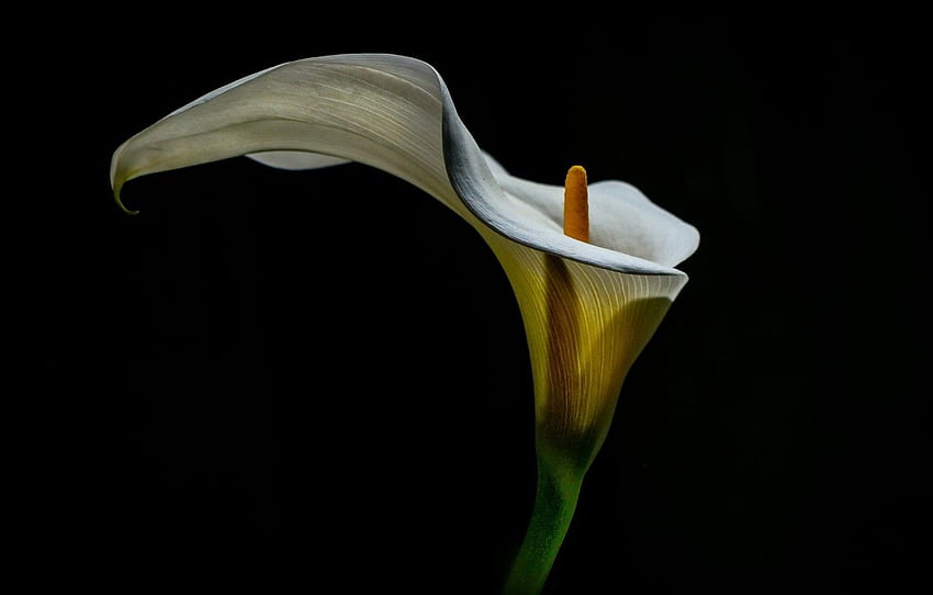 Blume, Hintergrund, Calla-Lilien für HD-Hintergrundbild