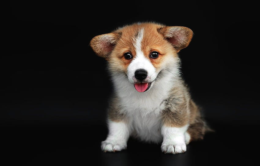 language, pose, dog, cute, puppy, black background, face, Corgi Dog HD wallpaper