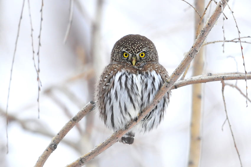 Animals, Winter, Owl, Bird, Branch HD wallpaper