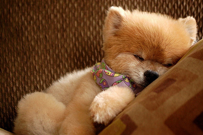 ☃ cute puppy sleeping☃, puppy, in, cute, the, couch, sleeping HD wallpaper