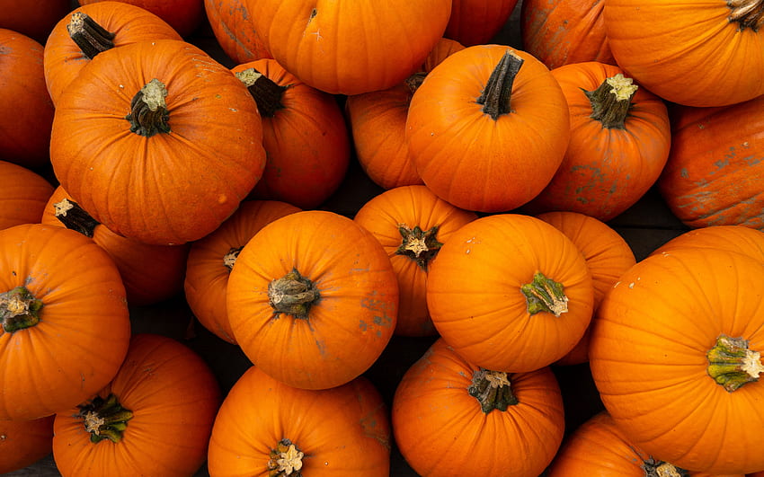 pumpkins, vegetables, pumpkins background, orange pumpkins, pumpkin harvest, autumn HD wallpaper