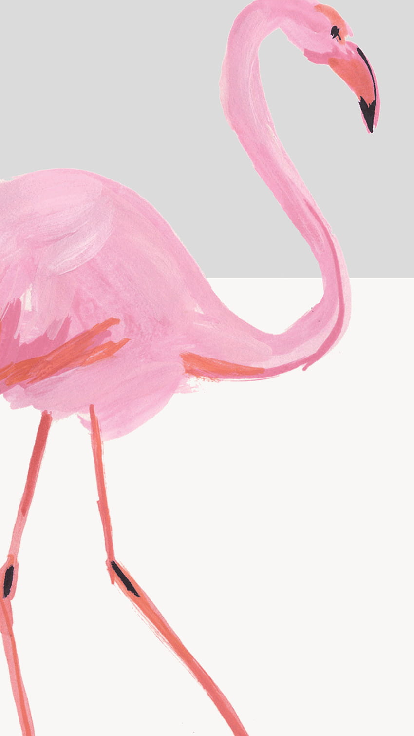iPhone . Flamingo, Greater flamingo, Pink, Bird, Water HD phone wallpaper