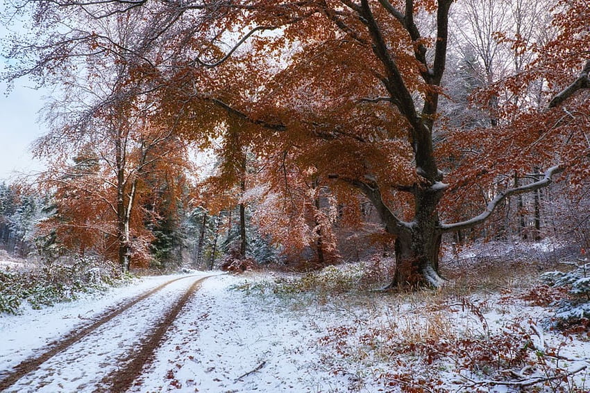 冬の田舎道、冬、道、雪、木 高画質の壁紙