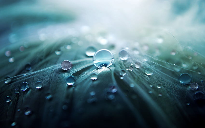 Water Droplets : Satisfying HD wallpaper