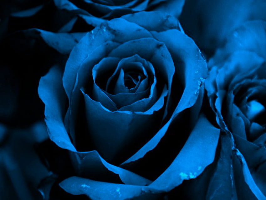 Сапфирена роза, синьо, роза, цвят, листенца HD тапет