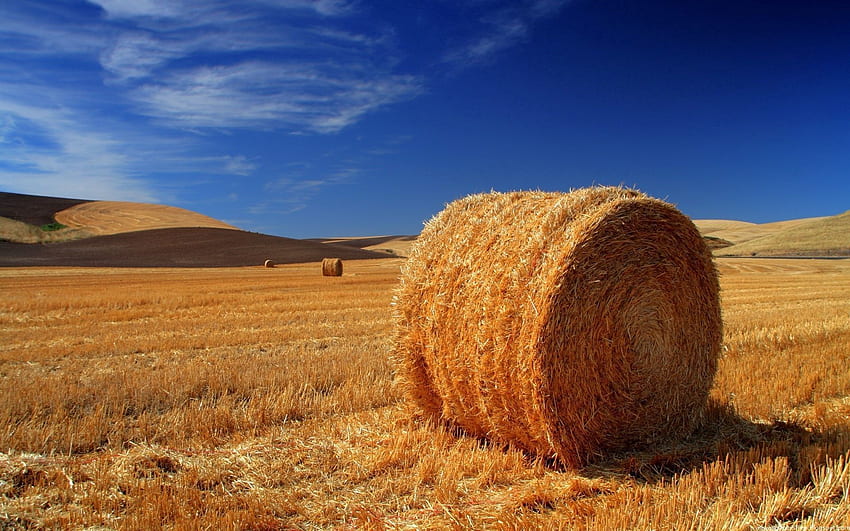 Nature, Field, Hay, Straw, Bale, Agriculture HD wallpaper