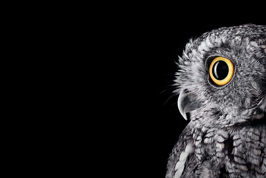 Saya memformat Surface Studio Owl, Microsoft Studio Wallpaper HD