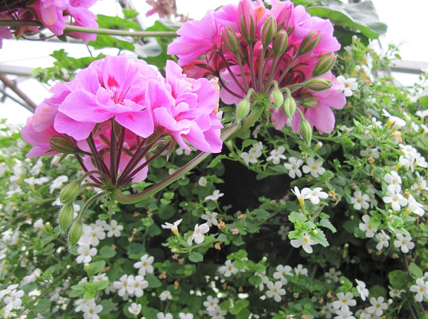 Страхотна оранжерия 25, графика, зелено, цветя, градина, розово HD тапет
