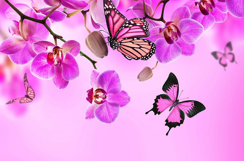 Butterfly Gallery. Beautiful and Interesting, Neon Pink Butterfly HD wallpaper