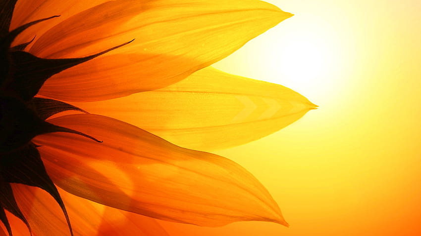HD Sunflower Wallpaper APK for Android Download