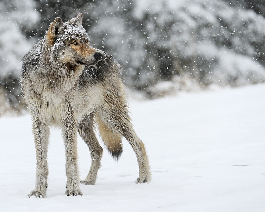Animals, Winter, Snow, Predator, Wolf HD wallpaper