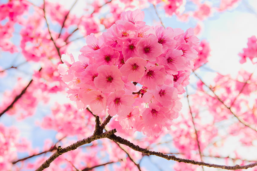 Pink, tree branches, cherry flowers, close up HD wallpaper