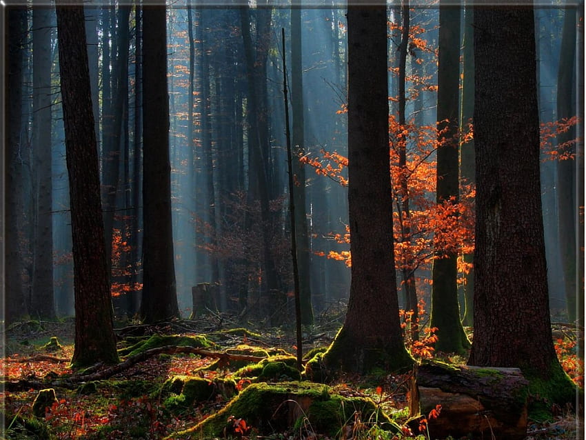 Зимна гора със слънчеви лъчи и червени листа, зима, слънчеви лъчи, гора, червени листа HD тапет