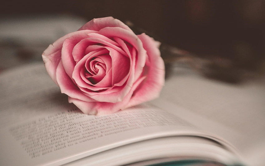 Cute pink - Rose , Pink rose, Books and Flowers HD wallpaper | Pxfuel