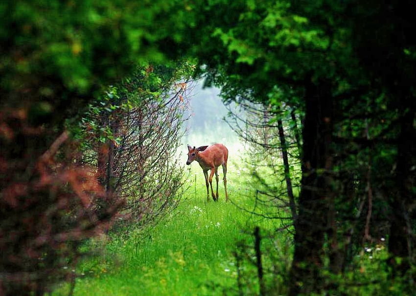 Peeking in, opening, deer, light, young, trees, grass HD wallpaper