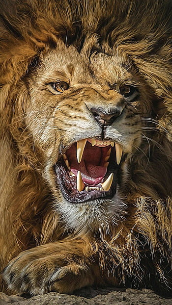 hd lion wallpapers
