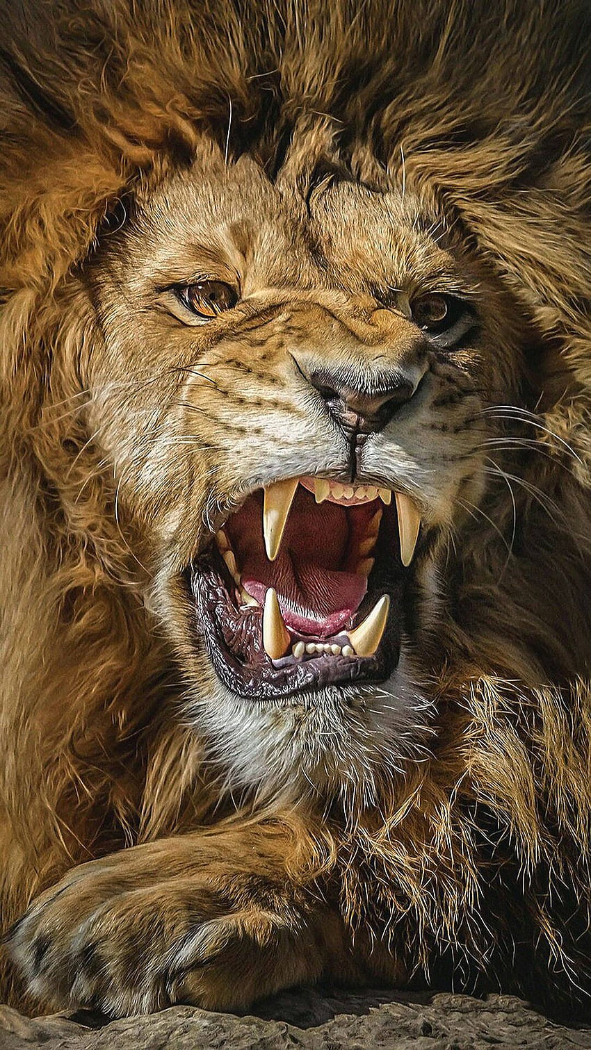 Roaring Lion, Lion Roaring Ultra HD phone wallpaper | Pxfuel